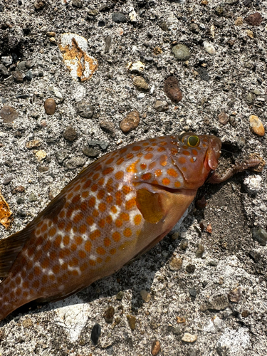 キジハタの釣果