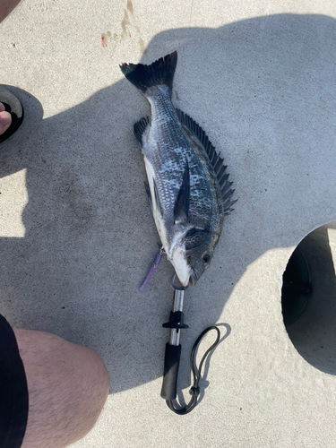 チヌの釣果