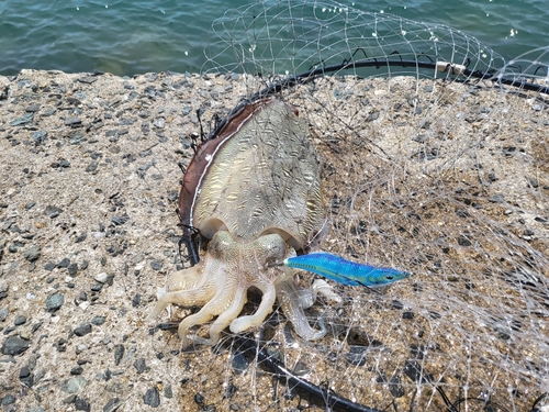 モンゴウイカの釣果