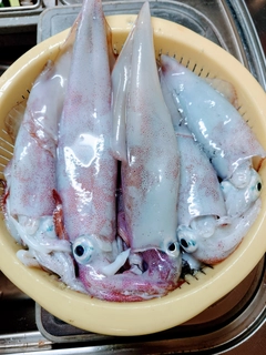 ケンサキイカの釣果