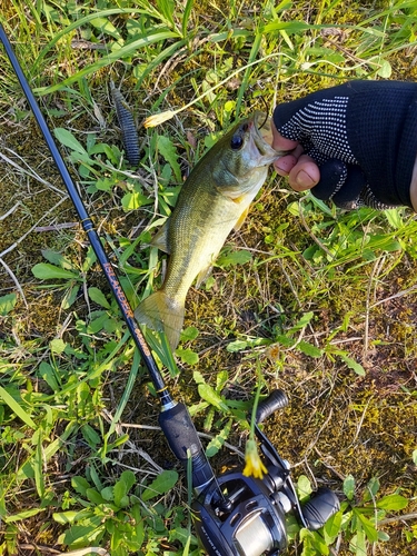 ブラックバスの釣果