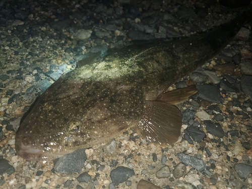 マゴチの釣果