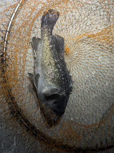 クロソイの釣果