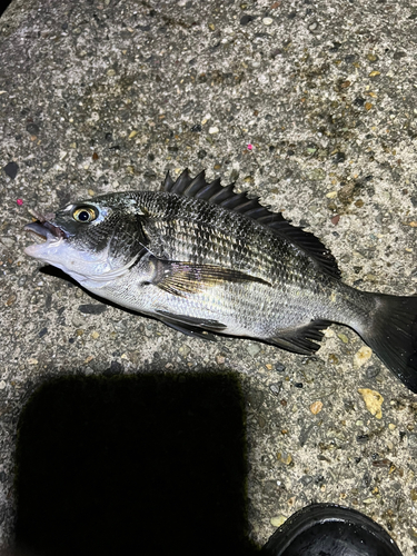 クロダイの釣果