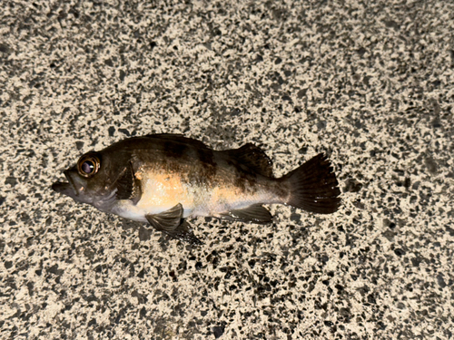 メバルの釣果