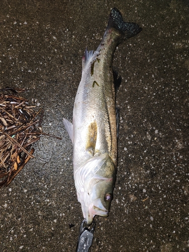 スズキの釣果