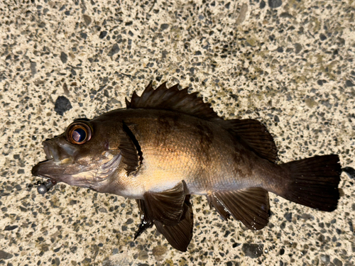 メバルの釣果