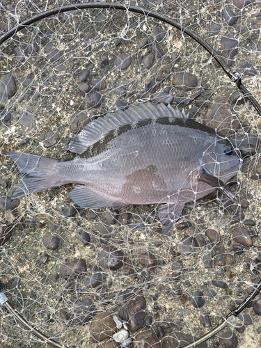 グレの釣果