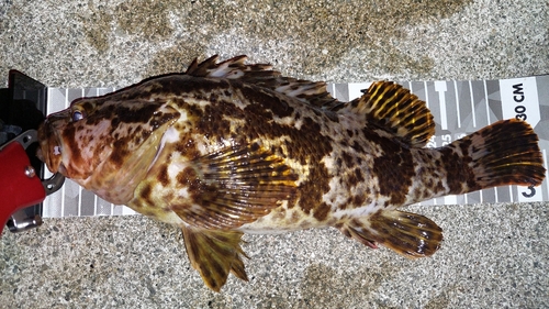 ベッコウゾイの釣果