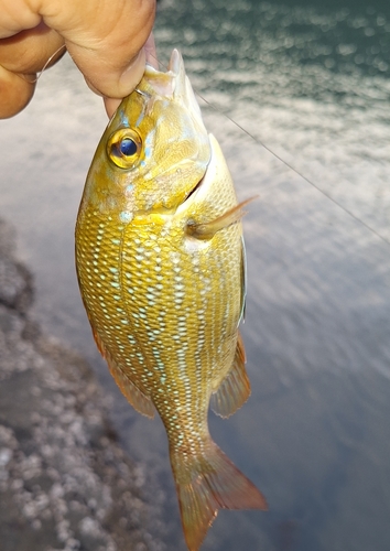 ハマフエフキダイの釣果