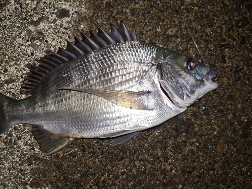 チヌの釣果