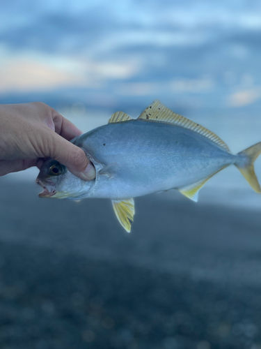 ショゴの釣果