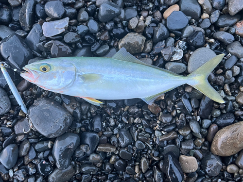 ワカシの釣果