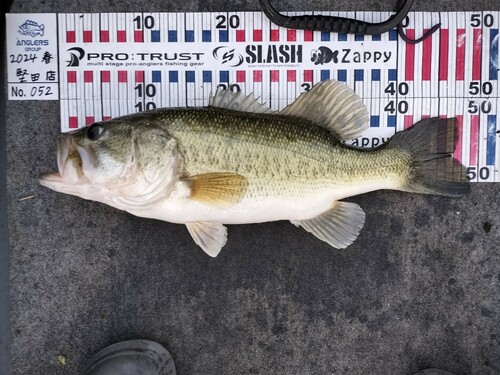 ブラックバスの釣果