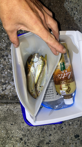 アジの釣果