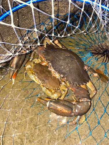 ノコギリガザミの釣果