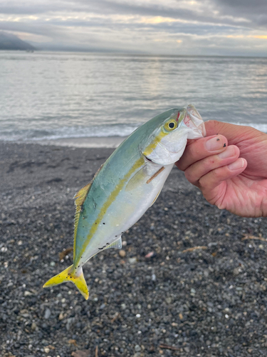 ワカシの釣果