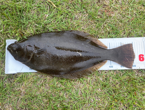 ヒラメの釣果