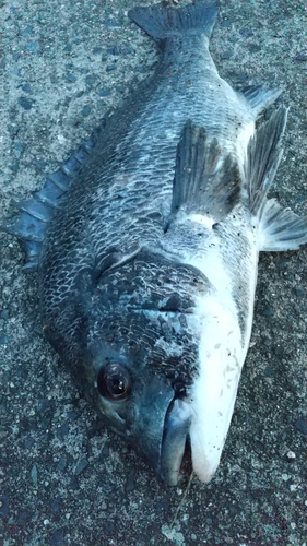 チヌの釣果