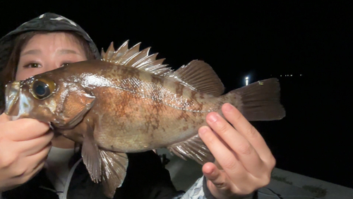 メバルの釣果