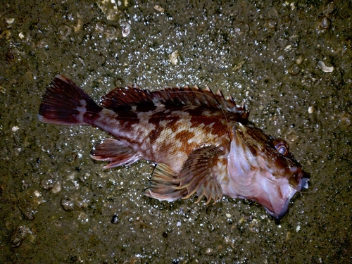 カサゴの釣果