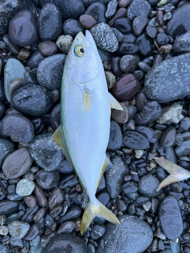 ワカシの釣果