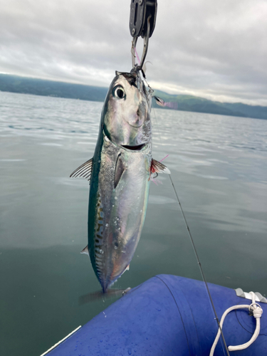 ソウダガツオの釣果