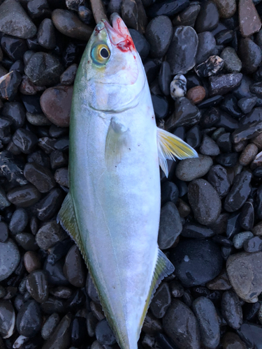 ワカシの釣果