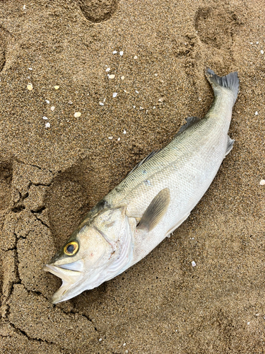 スズキの釣果