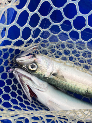 サバの釣果