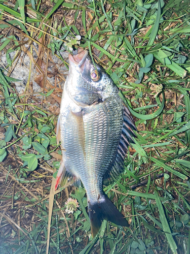 キチヌの釣果