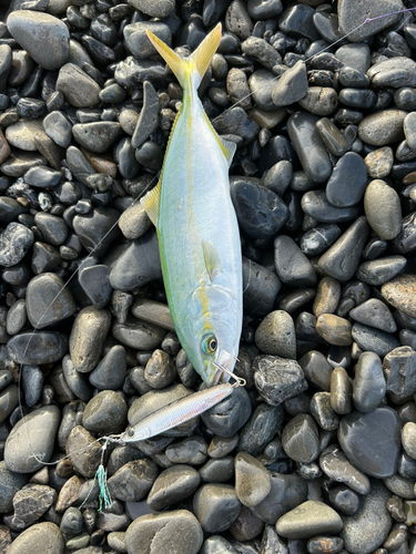 ワカシの釣果