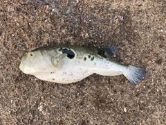 トラフグの釣果