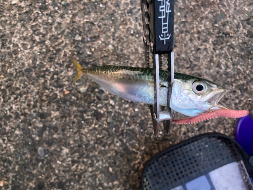 サバの釣果