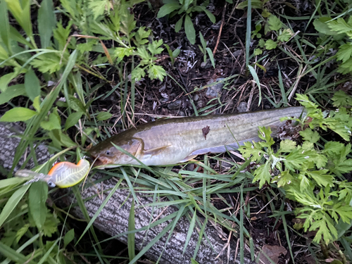 ナマズの釣果