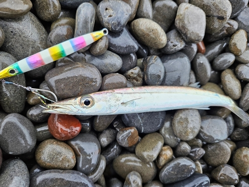 カマスの釣果