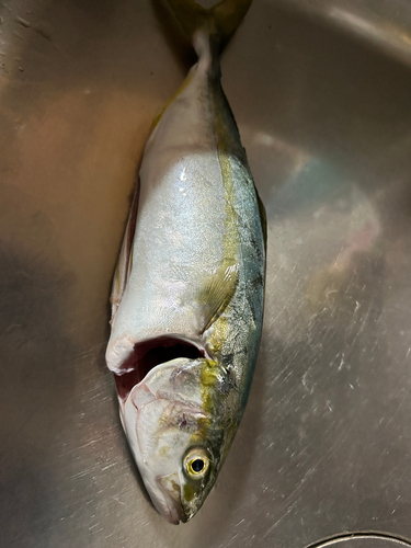 ツバスの釣果