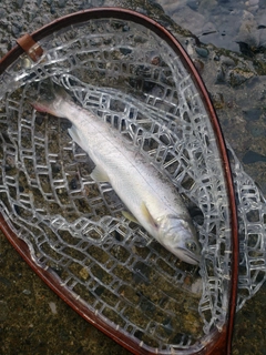 アマゴの釣果