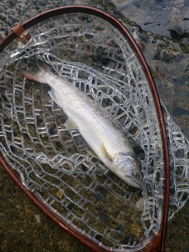 アマゴの釣果