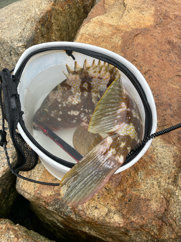 アコウの釣果