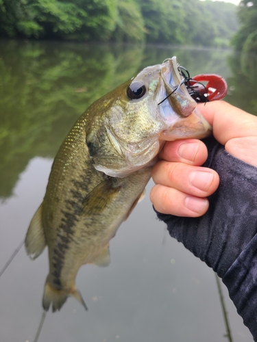 ブラックバスの釣果