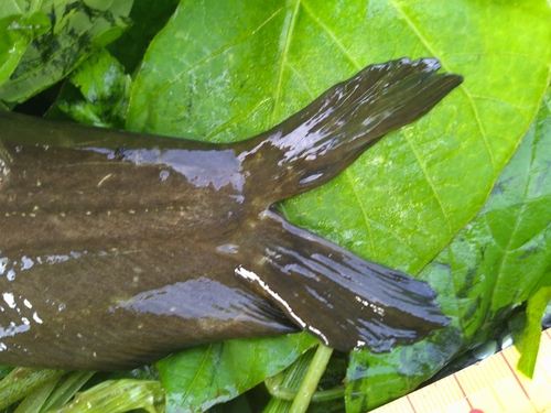 ナマズの釣果