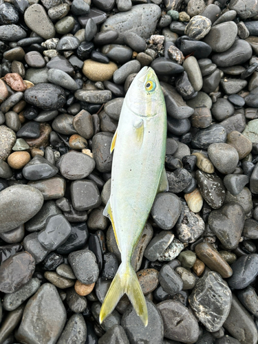 ワカシの釣果