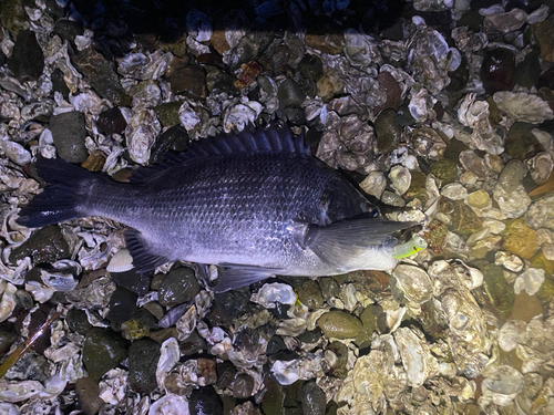 チヌの釣果