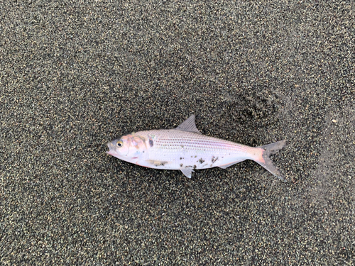 コノシロの釣果