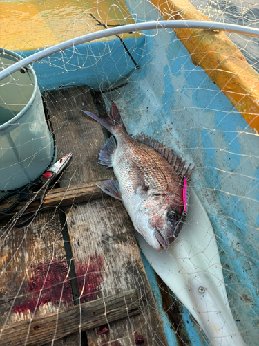 タイの釣果