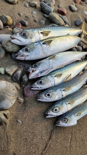 マサバの釣果