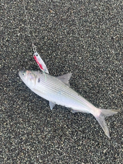 コノシロの釣果