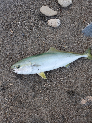 イナダの釣果