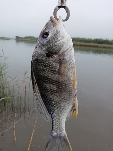 キビレの釣果